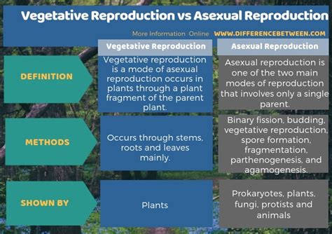 What Is The Difference Between Asexual And Vegetative Reproduction
