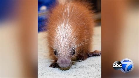 Baby Prehensile Tailed Porcupine First Of Its Kind Born At Brookfield