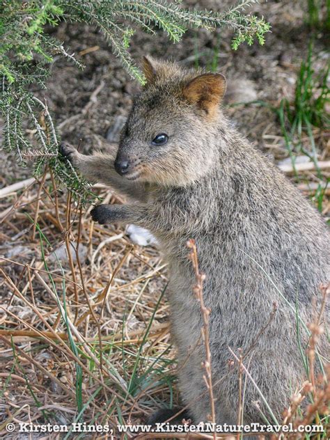 Rottnest island is known globally as the home of the cutest and most photogenic animal in the world, the quokka. Quokkas of Rottnest Island | Nature Writing & Photography ...