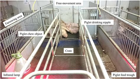 Frontiers Effects Of Creep Feed Provision On Behavior And Performance