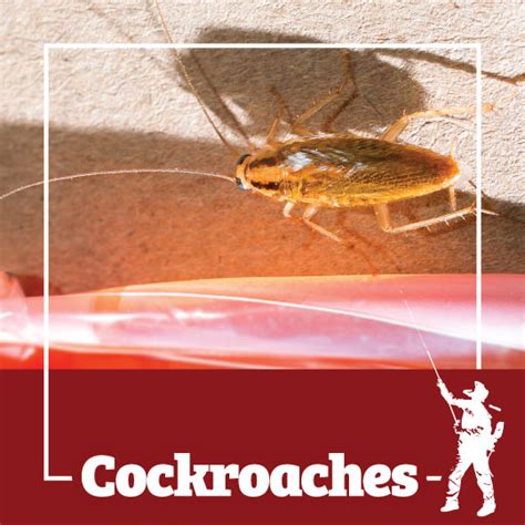 The terminix rochester branch is staffed by service professionals who know local pest problems inside and out. Cockroaches Services TN