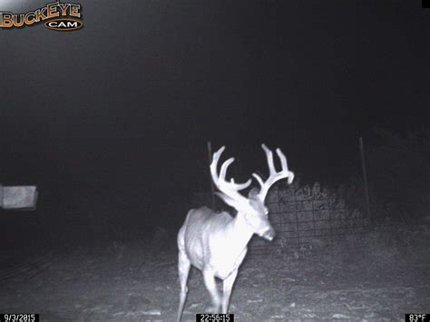 Springbok Hunting 18000 Acres In Texas Ox Ranch