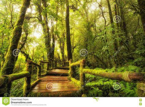Rain Forest Walk Way Ang Ka Nature Trail Stock Photo Image Of Bridge