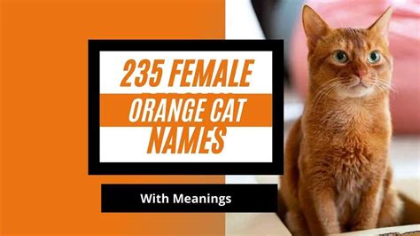 Female Orange Cat Names With Meanings Zippy Pet