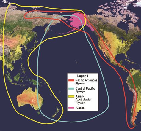 Five Bird Migration Flyways Of The Pacific Ocean Basin
