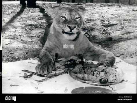 1976 The Lioness With The Lion S Share Liz A Lioness At Ashton S Lion Park Brisbane