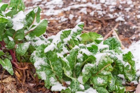 Jun 15, 2021 · mangold ernten: Mangold auch im Winter ernten