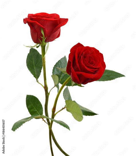 Two Beautiful Red Rose Flowers Isolated On White Background Stock Photo
