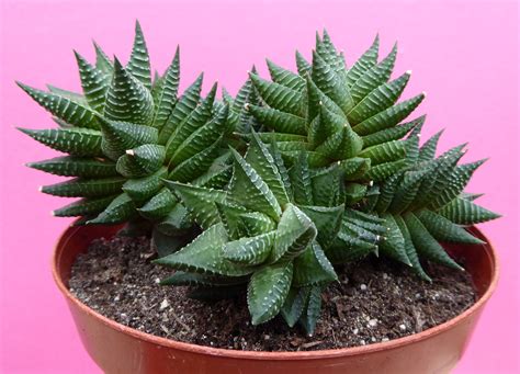 Haworthia Limifolia X Fasciata In 13 Cm Pot Cacti And Succulents