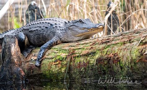An Old Friend Okefenokee Alligator Okefenokee Photography Project By