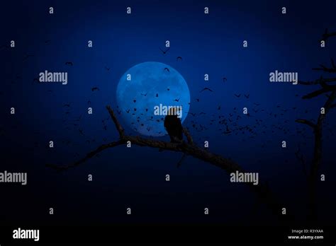 Raven In Full Moon Stock Photo Alamy