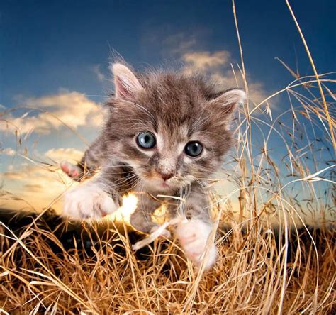 Adorable Cats And Kittens Flying Through The Air By Seth Casteel แมว