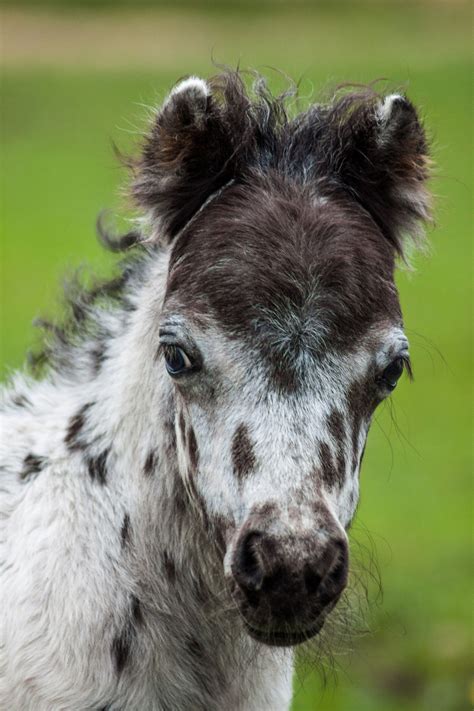 Shetland Pony Foal Only 3 Weeks Old By Rene Madsen On 500px Horses