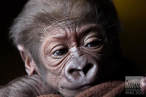 Help Name Woodland Park Zoos Gorilla Baby Zooborns