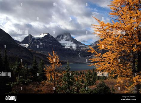 Larch Trees Above Magog Lake With Mount Assiniboine In The Background