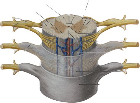 spinal cord diagram quizlet