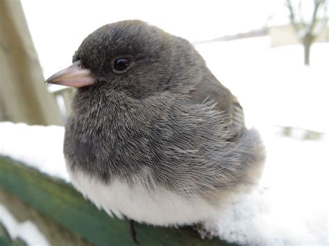 Junco Backyard Birds Animals Patio Animales Animaux Backyards