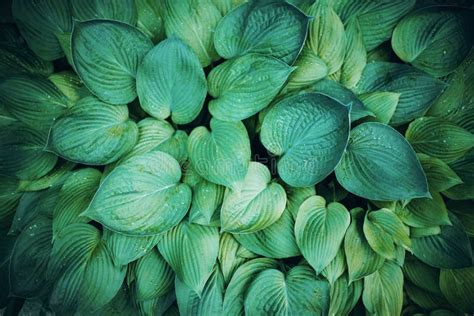 Nature Concept Top View Green Leaves Texture Tropical Leaf