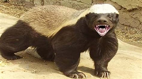 Genius Honey Badger Pulls Off A Daring Escape That Has To Be Seen To Be