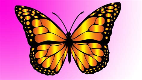 How To Draw Butterfly Easy Step By Step Youtube