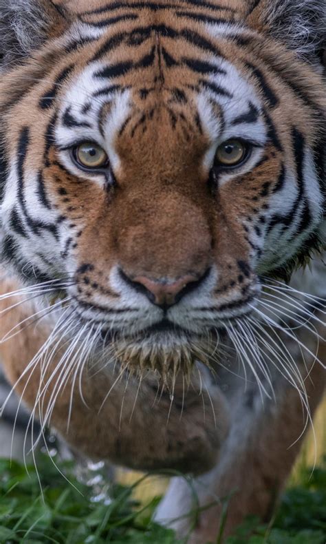 Closeup Photo Of Brown Tiger On Green Grass In Blur Background 4k 5k Hd
