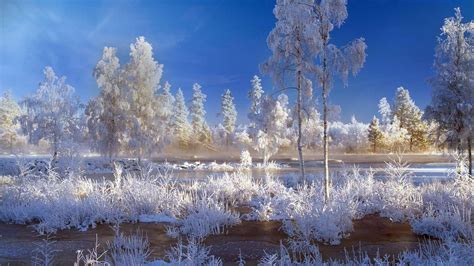 Landscapes Winter Trees Sweden Plants Snow Landscapes Bing High Quality