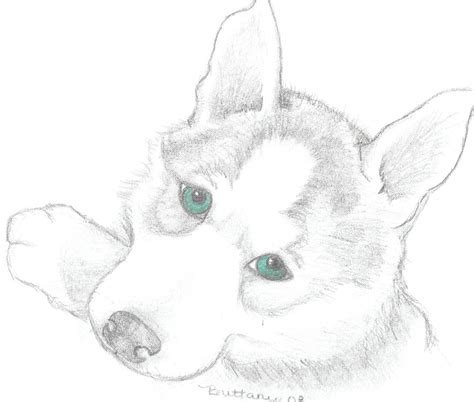 Husky Face Coloring Page