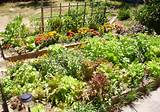 Vegetable Garden Design Pictures