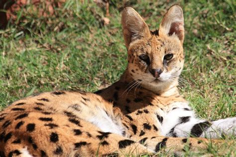 African Serval Cat Close Up Free Stock Photo Public Domain Pictures