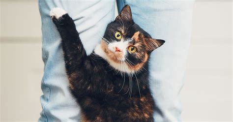 Does My Cat Love Me 8 Ways They Tell You — Pumpkin®