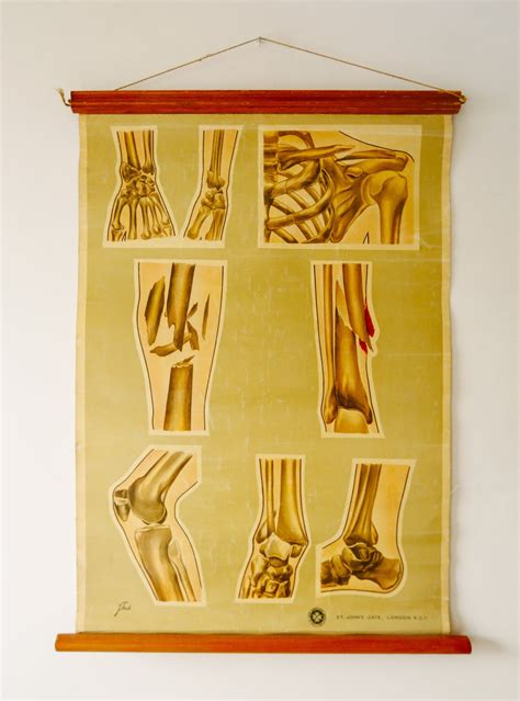 Original Anatomical Vintage British Educational School Wall Chart Bone