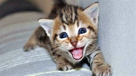Cute Cats Meowing Kittens Meowing Cat Meowing Video Kitten Meowing Videos 100 Jokes