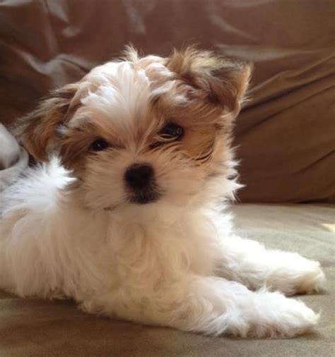 These dogs are friendly, alert and make excellent companions. 17 Best images about MI KI puppies on Pinterest | Indoor ...