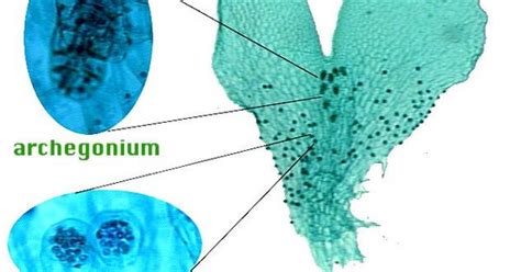 Fern Gametophyte Wantheridia And Archegonia Wm Plant Diversity