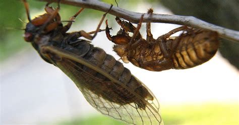 Cicada 3001 has been called the most elaborate and mysterious puzzle of the internet age. the washington post ranked it as one of the top 5 eeriest, unsolved mysteries of the internet. What is Brood X, the U.S. cicada infestation coming in ...