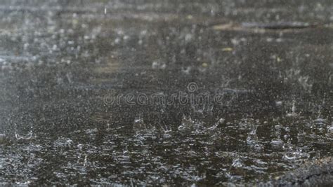 Raindrops Hitting Puddles On A Rainy Day Rain Drops Falling In A Big