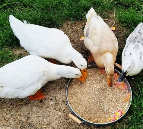 Ten Things You Need To Know About Raising Ducks Backyard Ducks