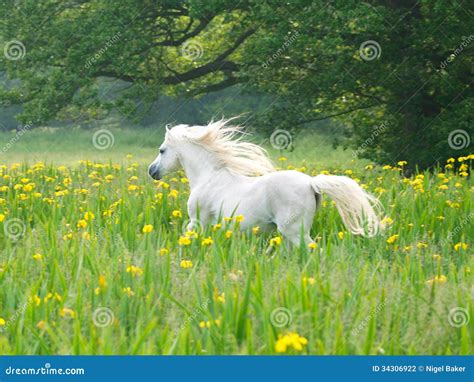 Beutiful Horse Running Stock Photography Image 34306922