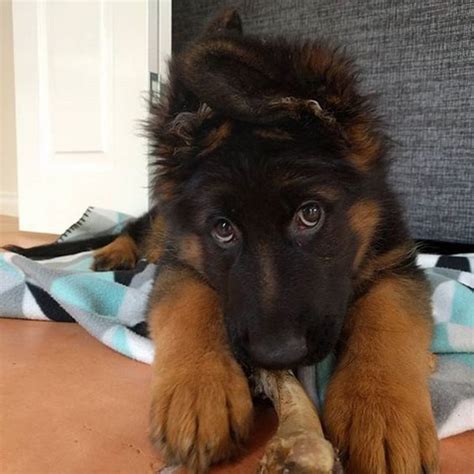 25 Of The Cutest German Shepherd Puppies Ever