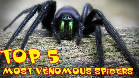 Top 20 Most Venomous Spiders Youtube