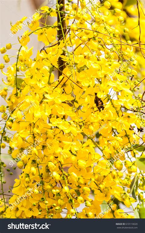 Kanikkonna Golden Shower Cassia Fistula Bloom Stock Photo 610110020