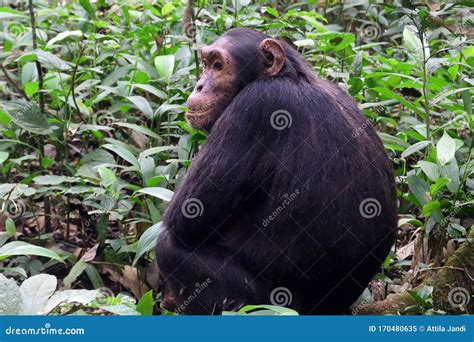 Chimpanzee Nest Stock Photos Free And Royalty Free Stock Photos From