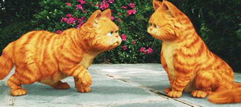 Gambar Kucing Garfield Asli Koleksi Gambar Hd