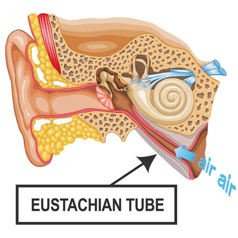 Buy Eustachi Eustachian Tube Exerciser Unclog Your Ears Naturally