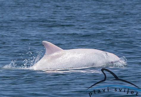 Albus Albino Dolphin Spotted In Mediterranean Sea Strange Sounds
