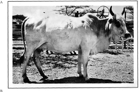 Figure 7 From A Guide To Condition Scoring Of Zebu Cattle Semantic