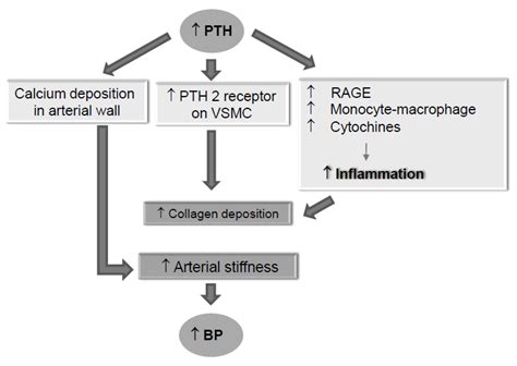 Jcm Free Full Text Secondary Hyperparathyroidism And Hypertension An Intriguing Couple