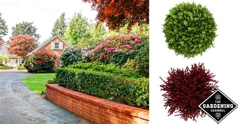 See more ideas about colorful landscaping, outdoor gardens, bush. How to Choose Landscaping Shrubs - Gardening Channel