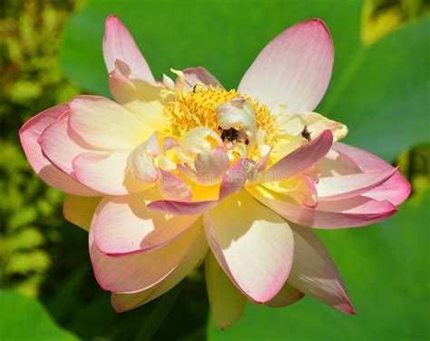Lotus Flower Nelumbo Nucifera Stock Photo Image Of Growing Bright