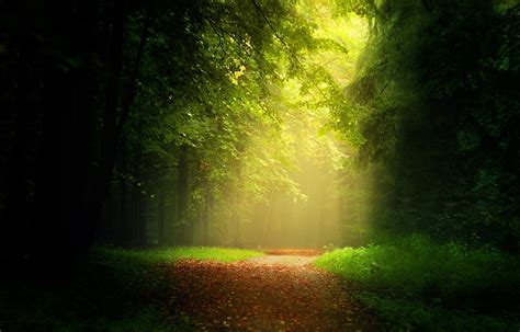 Path Leaves Forest Sunlight Mist Trees Grass Sun Rays Nature